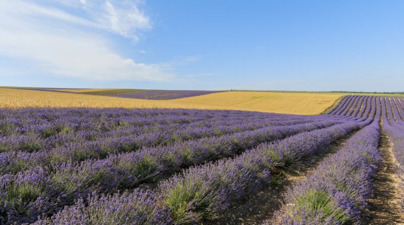Фото Крымский прованс « Лавандовые поля » - вид 7