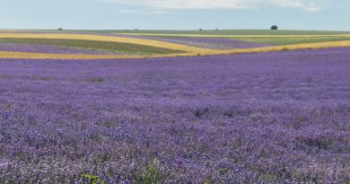 Крымский прованс « Лавандовые поля » — фото 3